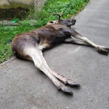 Briedžio žūtis Klaipėdoje šokiruoja ir moko