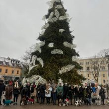 Prie Kalėdų eglių – spanielių ir jų šeimininkų linksmybės