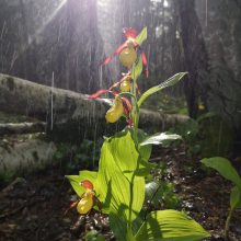 Muitinės darbuotojos hobis – laukinės orchidėjos
