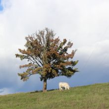 Strateginio plano pakeitimai žemdirbiams vis dar kelia nerimą