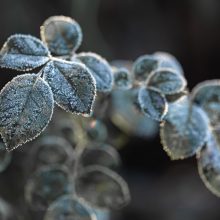 Dargana nerimą kelia sodininkams ir ūkininkams: kaip apsaugoti augalus nuo šalčių?