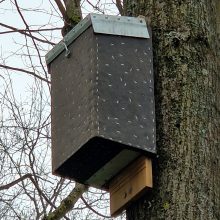 Skulptūrų parke inkilai patys neatsiranda