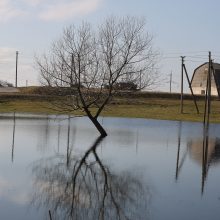 Pakaunę gražina ir problemas sprendžia bendradarbiaudami