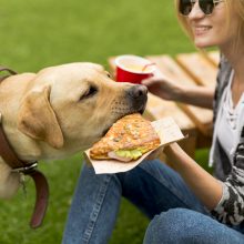 Pikniko metu mėsainį pasilikite sau – netinkamas maistas gali pražudyti jūsų augintinį