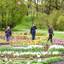Botanikos sode – tulpių žydėjimo metas