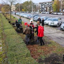  Karaliaus Mindaugo pr. liepų alėją papuošė dar pusšimtis medelių