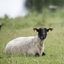 Siaubas Kėdainių rajone iš upės išsiliejęs vanduo pievose skandino avis