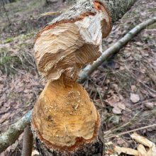 Kuršių nerijos nacionaliniame parke – kaip po uragano: išvartyti medžiai ir krūvos pjuvenų