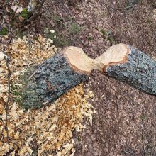 Kuršių nerijos nacionaliniame parke – kaip po uragano: išvartyti medžiai ir krūvos pjuvenų