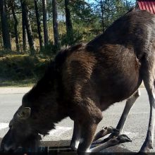 Įspėja: į Neringą vykstantys poilsiautojai turi saugotis laukinių gyvūnų