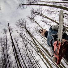 Miškų tarnyba išduotų leidimų „Natura 2000“ kirtimams nenaikins: prašo teismo išaiškinimo