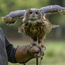 Aplinkosaugininkams įkliuvo užsienietis: Kaziuko mugėje – su pelėda iš raudonosios knygos