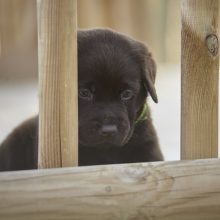 Nugaiso Milzinas Dzordzas Didziausias Pasaulyje Suo Kl Lt