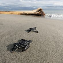 Ekvadore išsirito nykstančių kietaodžių vėžlių jauniklių