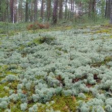 Valstybinė saugomų teritorijų tarnyba šių metų buveine paskelbė kerpinius pušynus