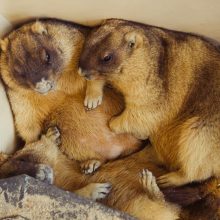 Vilniuje zoologijos sodo atidarymą pasitiko piketas