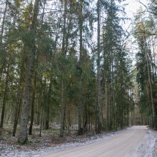 LVAT: prieš leidžiant miško kirtimus būtina įvertinti poveikį „Natura 2000“
