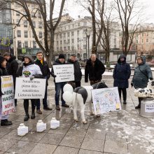 Pieno supirkimo kainomis nepatenkinti ūkininkai Vyriausybei grasina masiniais protestais