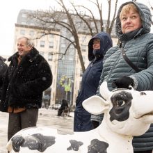 Pieno supirkimo kainomis nepatenkinti ūkininkai Vyriausybei grasina masiniais protestais