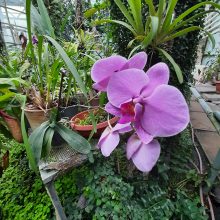 Ukrainos botanikos sodas prašo pagalbos: neįkainojamai kolekcijai ši žiema gali būti paskutinė