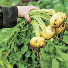 Darbas: nuimdami šakniavaisines daržoves, skubiai šalinkite jų lapus, kad jie negarintų drėgmės, nes apvytusius šakniavaisius žiemą pažeidžia ligos. 