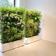 Žaliosios kambarių puošmenos: idėjos namams