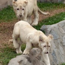 Zoologijos sode pristatyti du itin retų baltųjų liūtų jaunikliai