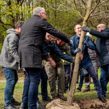 Dainų slėnio prieigas papuošė proginiai ąžuolai ypatingam jubiliejui pažymėti