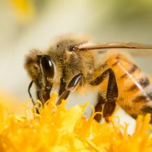 Tiriant Kuršių nerijoje gyvenančias bites aptiktos dvi naujos Lietuvai vapsvų rūšys