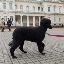 LGBT bendruomenę palaikantis renginys prie Prezidentūros – policijos akiratyje