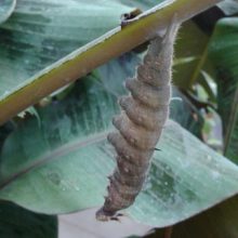 Sėkminga metamorfozė: Botanikos sode sparnus išskleidė atogrąžų drugys