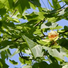 Puošniausias birželio medis: aštuoni faktai apie gelsvažiedį tulpmedį