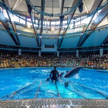 Naujajame delfinariumo pasirodyme – dėmesys ekologijai