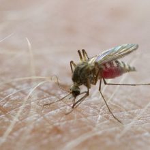 Dėl vis šiltėjančio klimato Lietuvoje uodai gali imti platinti maliariją?