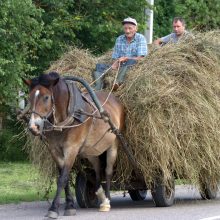 Problema: žemės ūkyje ES išmokų galima gauti ir nieko neauginant; vadinamieji sofos ūkininkai tiesiog deklaruoja plotus, juos du kartus per metus nušienauja, šieną palieka pūti laukuose ir susižeria kasmet po keliolika milijonų eurų.