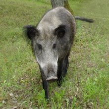 Dituvą atakuoja šernai: medžiotojai po sodus su šautuvais nelakstys