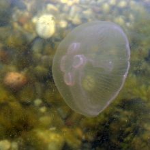 Lietuvos jūrų muziejus augina ir medūzas