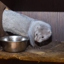 Lapiukui Foksui ir jo draugams išgyventi pavyko dėl žmonių jautrumo 