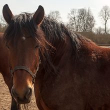 Etnografinės sodybos vizitinėje kortelėje – keturkojai gyventojai