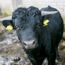 Deksteriai – mažasis stebuklas viename pakaunės ūkyje