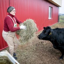 Deksteriai – mažasis stebuklas viename pakaunės ūkyje