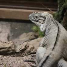 Kokią likusią žiemą pranašauja Lietuvos zoologijos sodo gyvūnai?