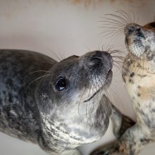 Tikriesiems Baltijos jūros šeimininkams –  naujutėlaitis reabilitacijos centras