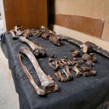 Vilniaus rajone rasta žmogaus kaukolė, kaulai