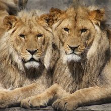 Barselonos zoologijos sode keturiems liūtams nustatyta koronaviruso infekcija