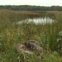 Supykdė Seimo nario R. Martinėlio veiksmai: iškirto medžius, mišką apsijuosė tvora