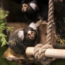 Vilniuje zoologijos sodo atidarymą pasitiko piketas