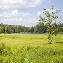 Lietuvoje mažėja natūralių pievų ir ganyklų