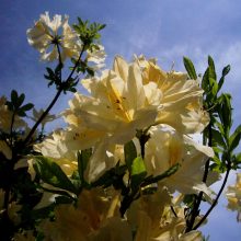 Dubravos arboretume jau pražydo rododendrai: įspūdingi žiedai džiugins kelias savaites