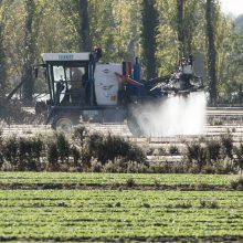 Uždraudė populiarų pesticidą, kuriuo galėjo apsinuodyti dešimtys žmonių